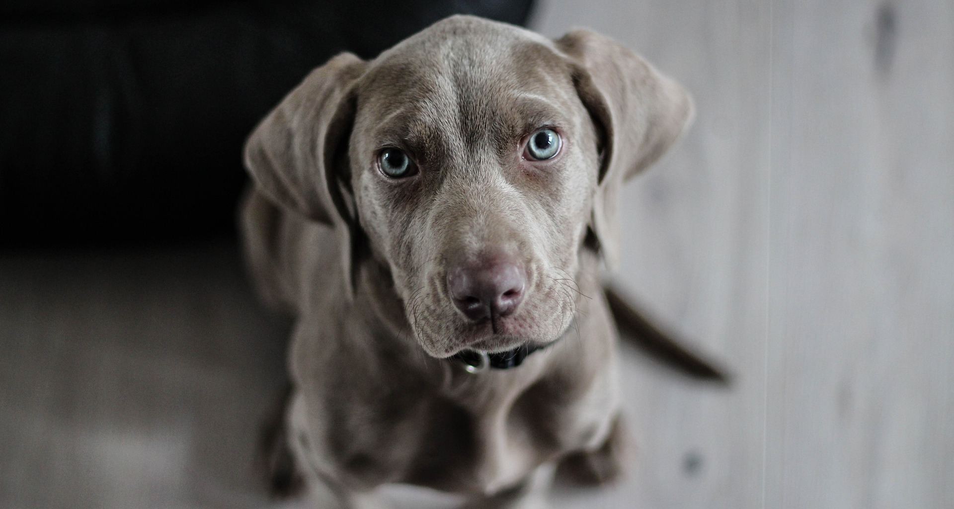 Fondo Perro Clinica Veterinaria